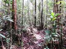 Kerangas forest (photo: Lan Qie, Indonesia, 2014)